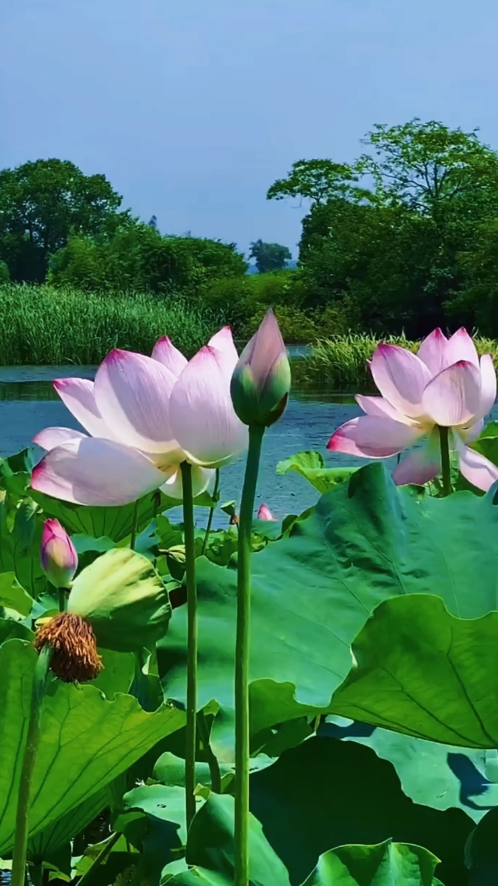 手机铃声版荷塘月色(免费下载手机铃声mp3荷塘月色)