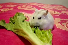 仓鼠球手机版有吗(仓鼠球中文版官方下载)-第5张图片-QuickQ官网 仓鼠球手机版有吗(仓鼠球中文版官方下载)-第5张图片-QuickQ官网