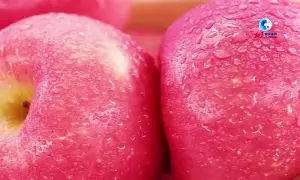 xvidocs苹果版(xviedios com2)-第2张图片-QuickQ官网