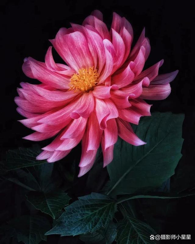 手机拍花暗黑版(手机如何拍暗黑系列)-第1张图片-QuickQ官网